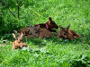 Nachwuchs auf der Elchfarm bei Kostroma