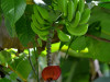 Obst als Cash Crop - Bananenstaude.JPG