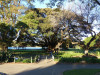 Sydney11_Botanischer_Garten05.jpg
