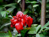 Fackelingwer - eine der auffälligsten Blüten im Regenwald.JPG